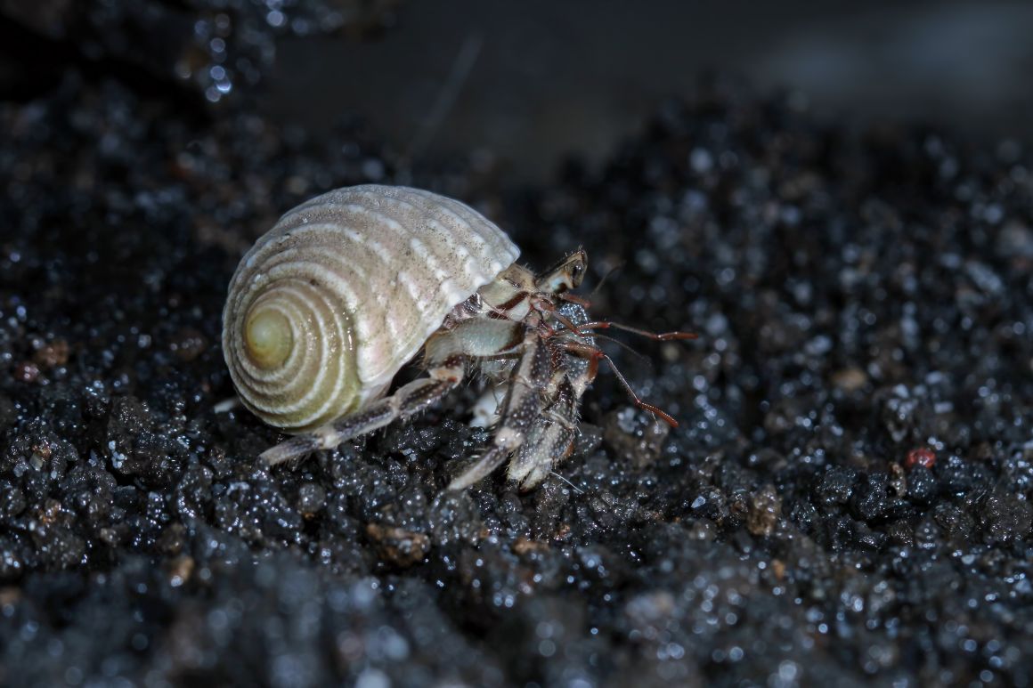 hermit-crab-walking-white-sand-hermit-crab-closeup-sand