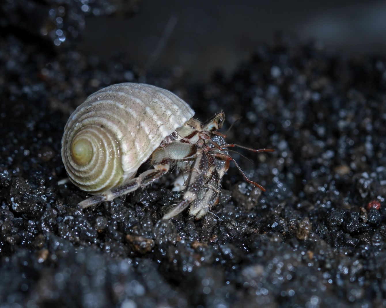 Night Visit to Hermit Crab